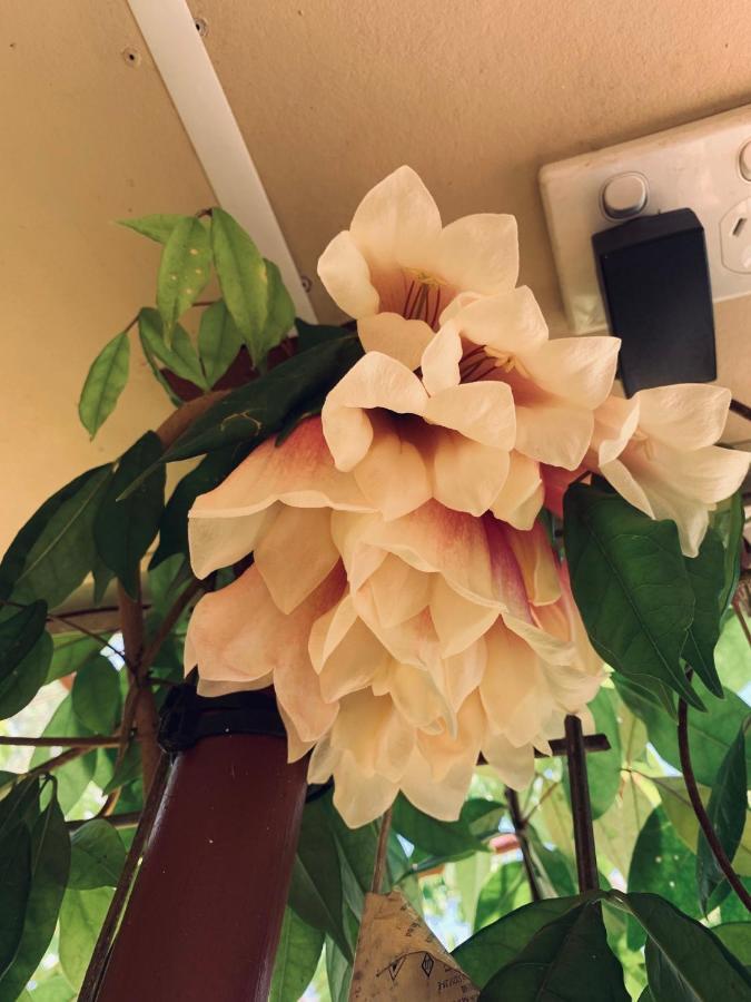 Spring Homestead Howard Springs Екстер'єр фото